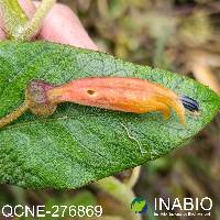 Centropogon ferrugineus image