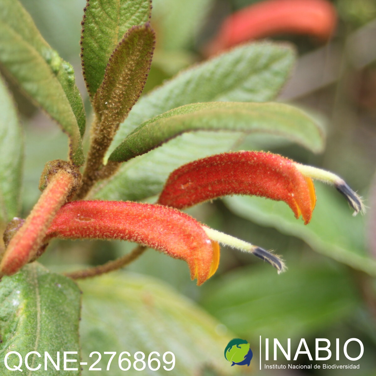 Centropogon ferrugineus image