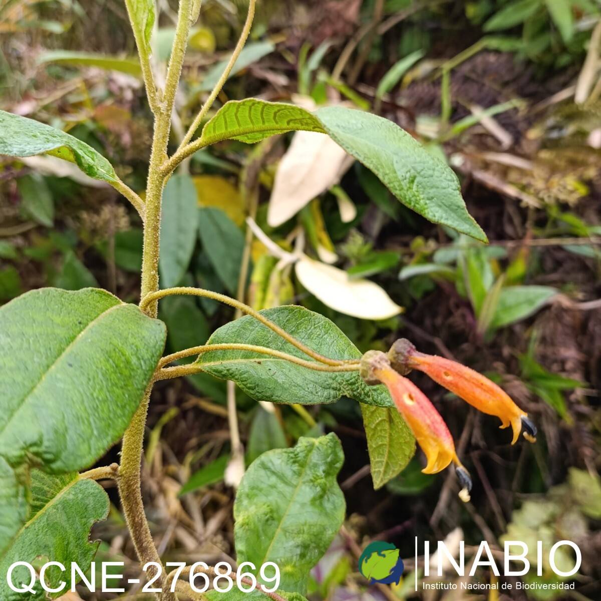 Centropogon ferrugineus image