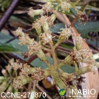 Pentacalia theifolia image