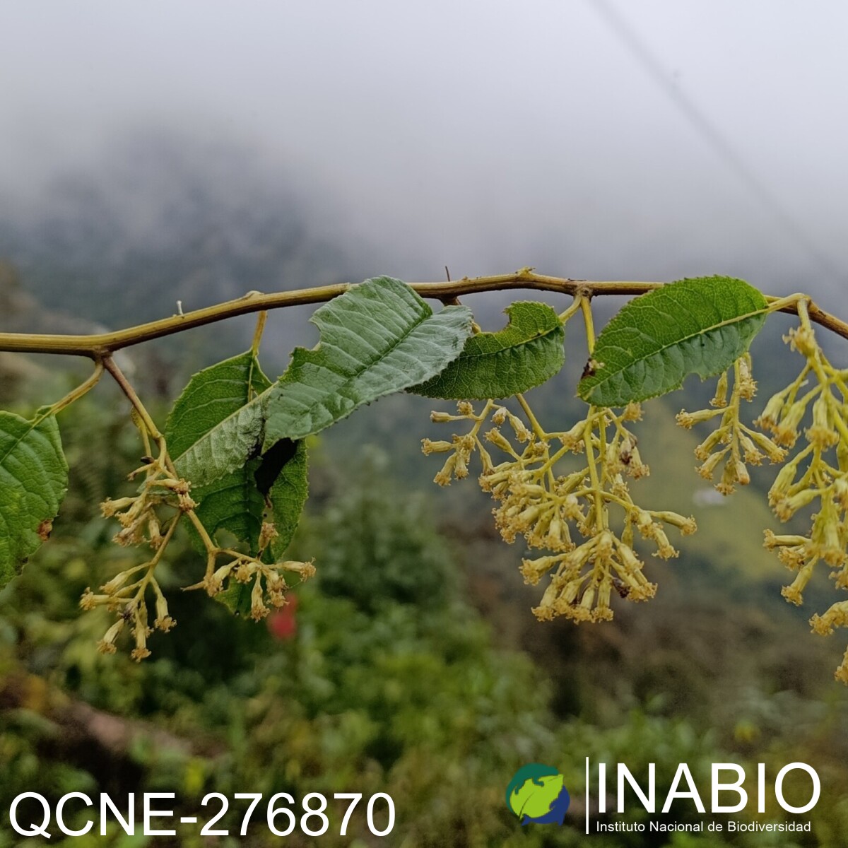 Pentacalia theifolia image