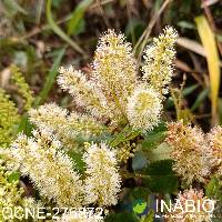 Weinmannia rollottii image