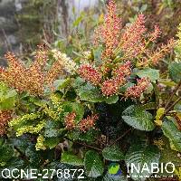 Weinmannia rollottii image