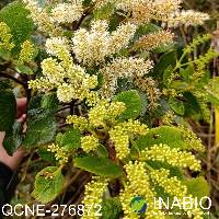 Weinmannia rollottii image