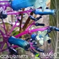 Palicourea amethystina image