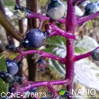 Palicourea amethystina image