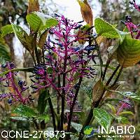 Palicourea amethystina image