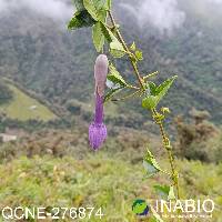 Passiflora cumbalensis image