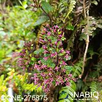 Image of Mikania iodotricha