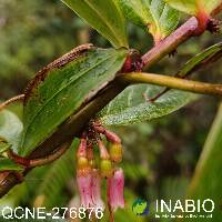 Macleania rupestris image