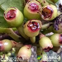 Macleania rupestris image