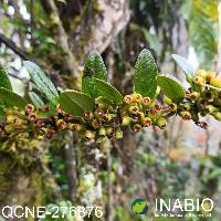 Macleania rupestris image