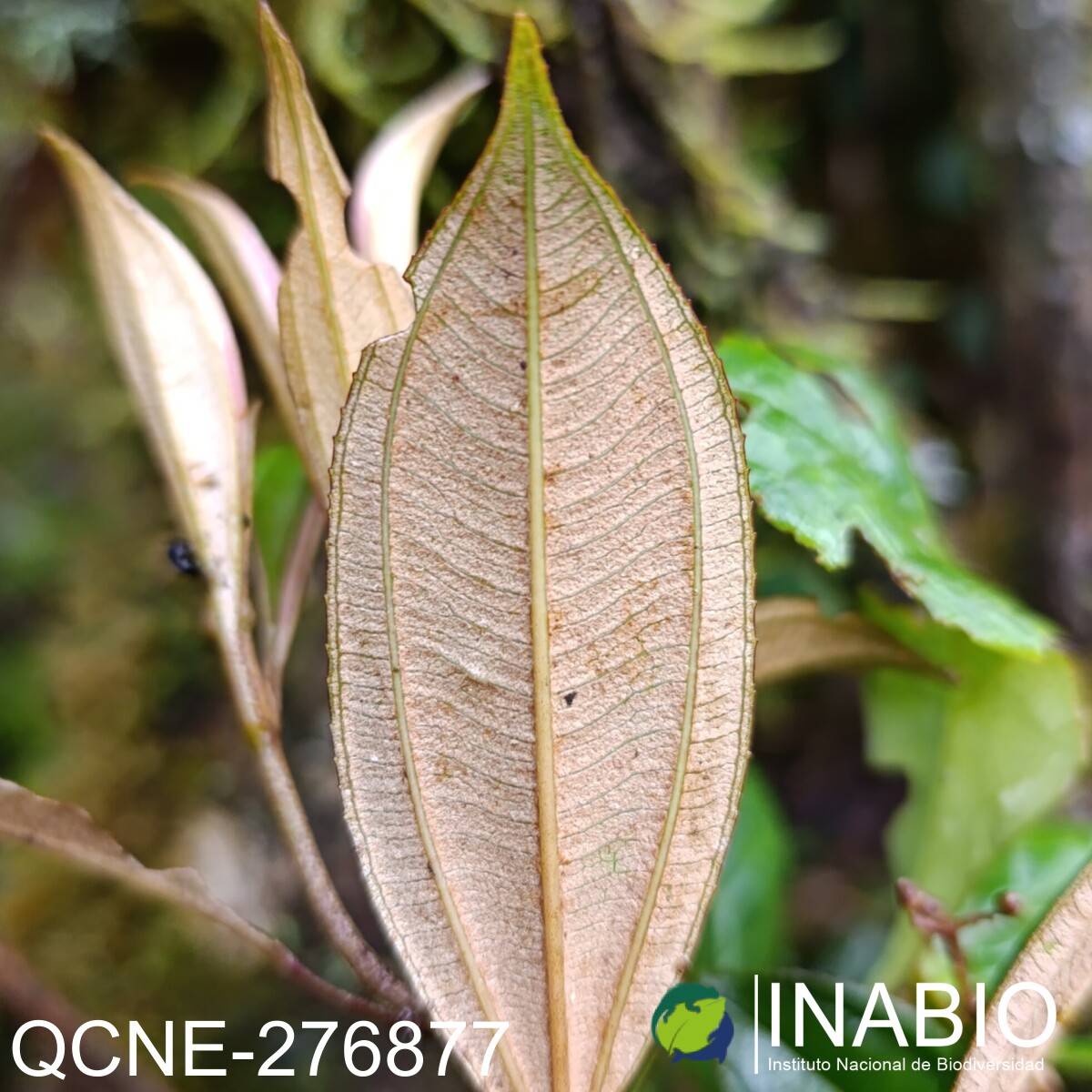 Miconia ochracea image