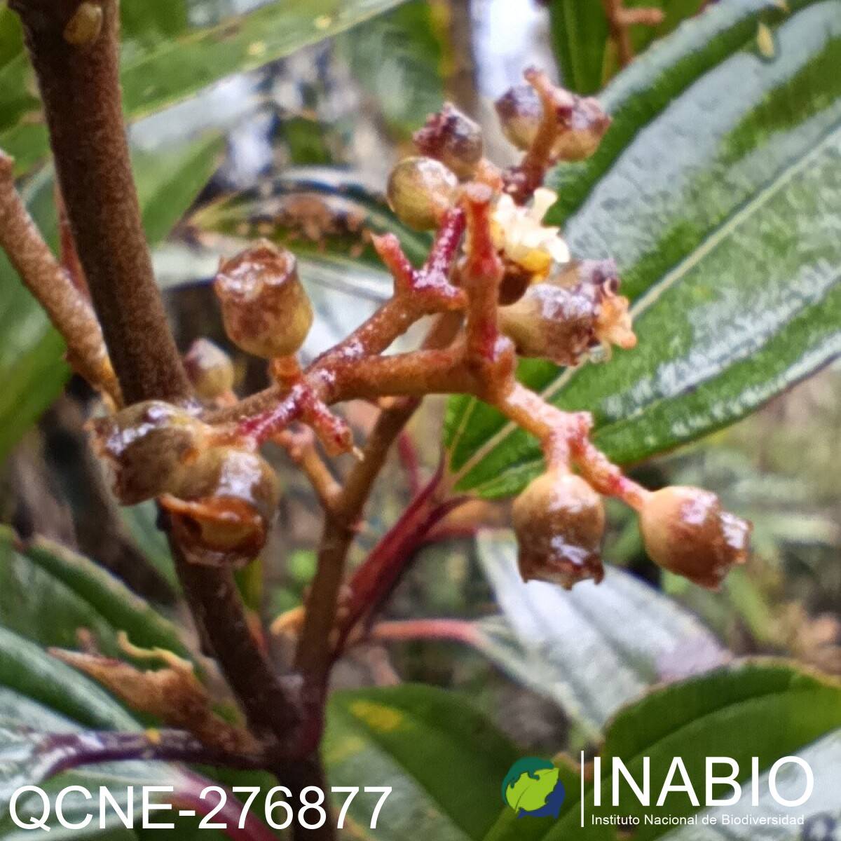 Miconia ochracea image