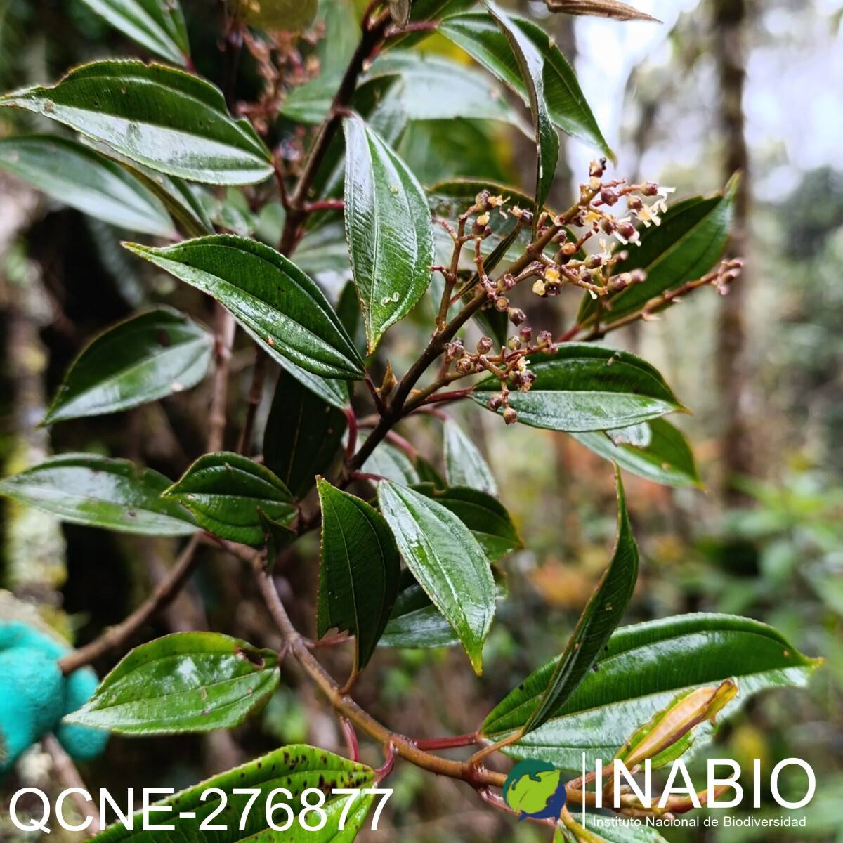 Miconia ochracea image