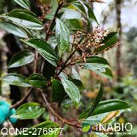 Miconia ochracea image