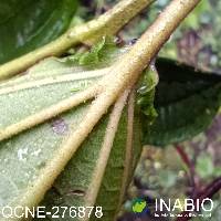 Axinaea quitensis image