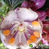 Axinaea quitensis image