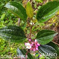 Axinaea quitensis image