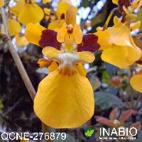 Oncidium cultratum image