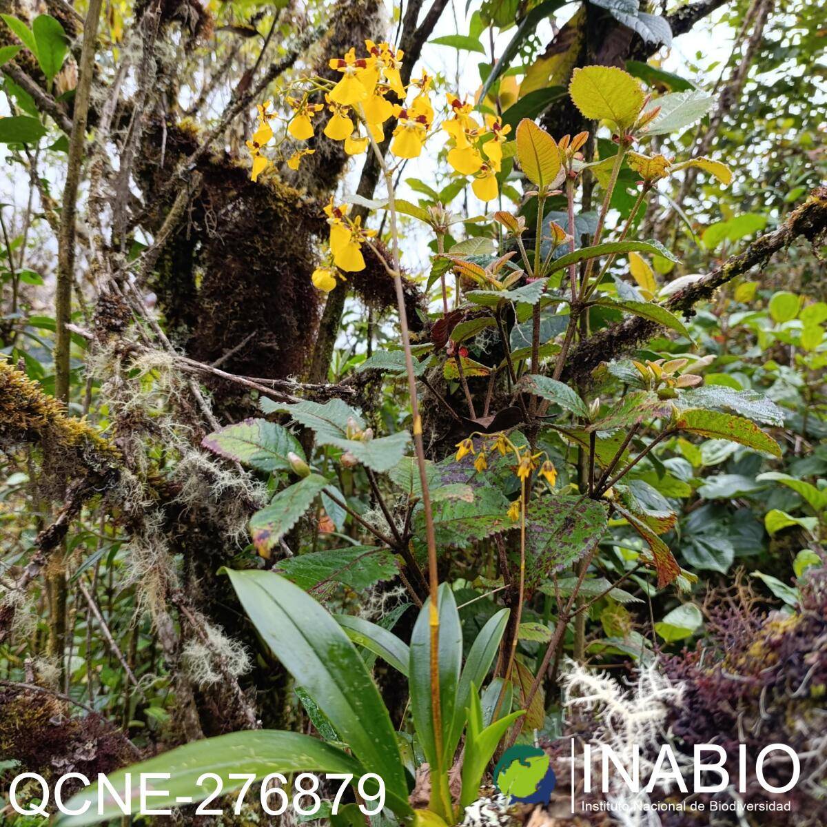 Oncidium cultratum image