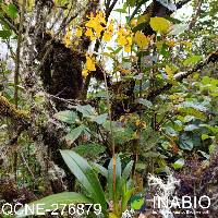 Oncidium cultratum image