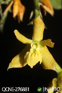 Epidendrum megaloclinium image