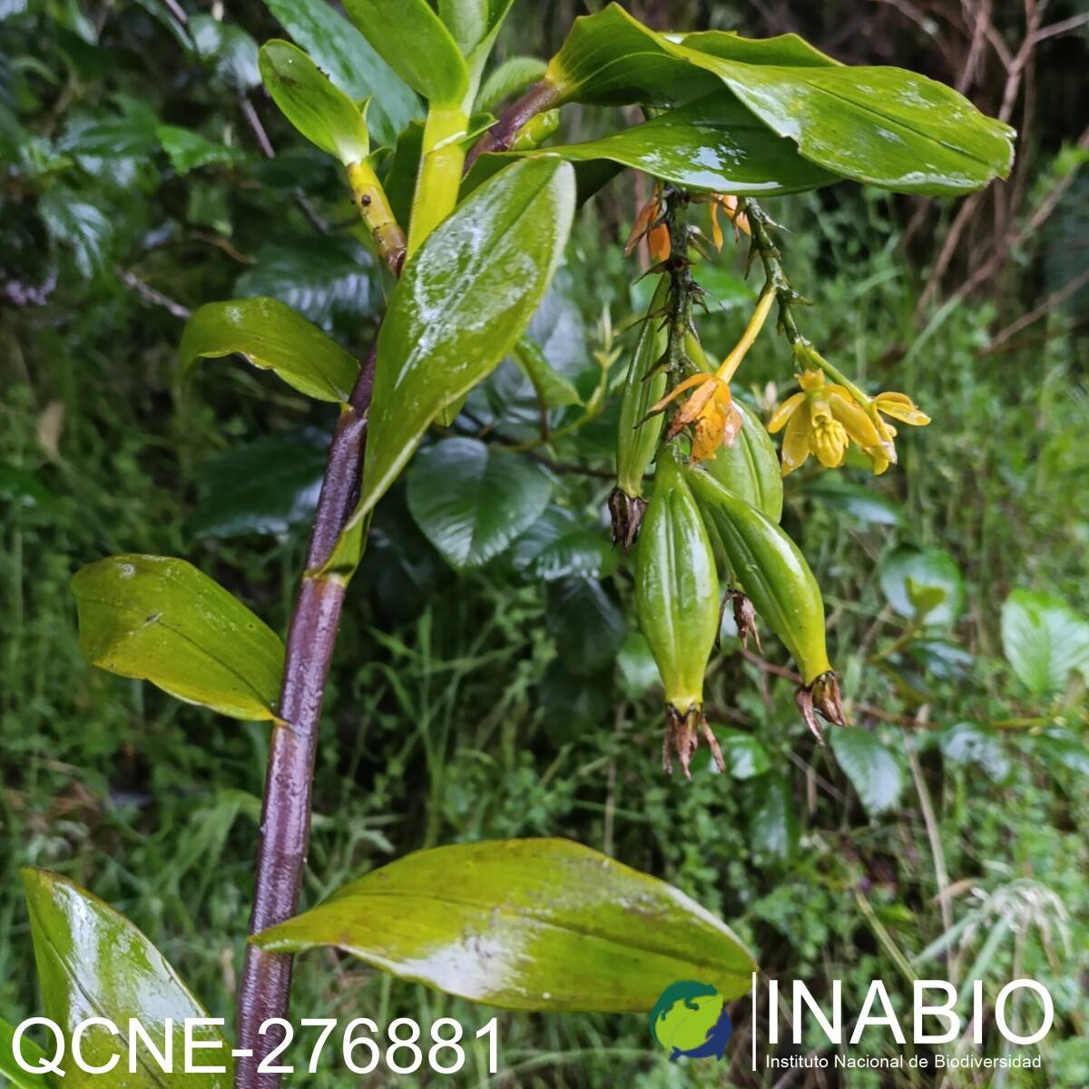 Epidendrum megaloclinium image