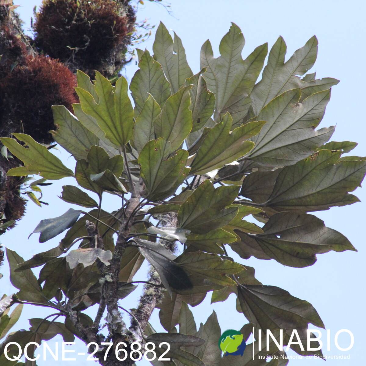 Oreopanax argentatus image