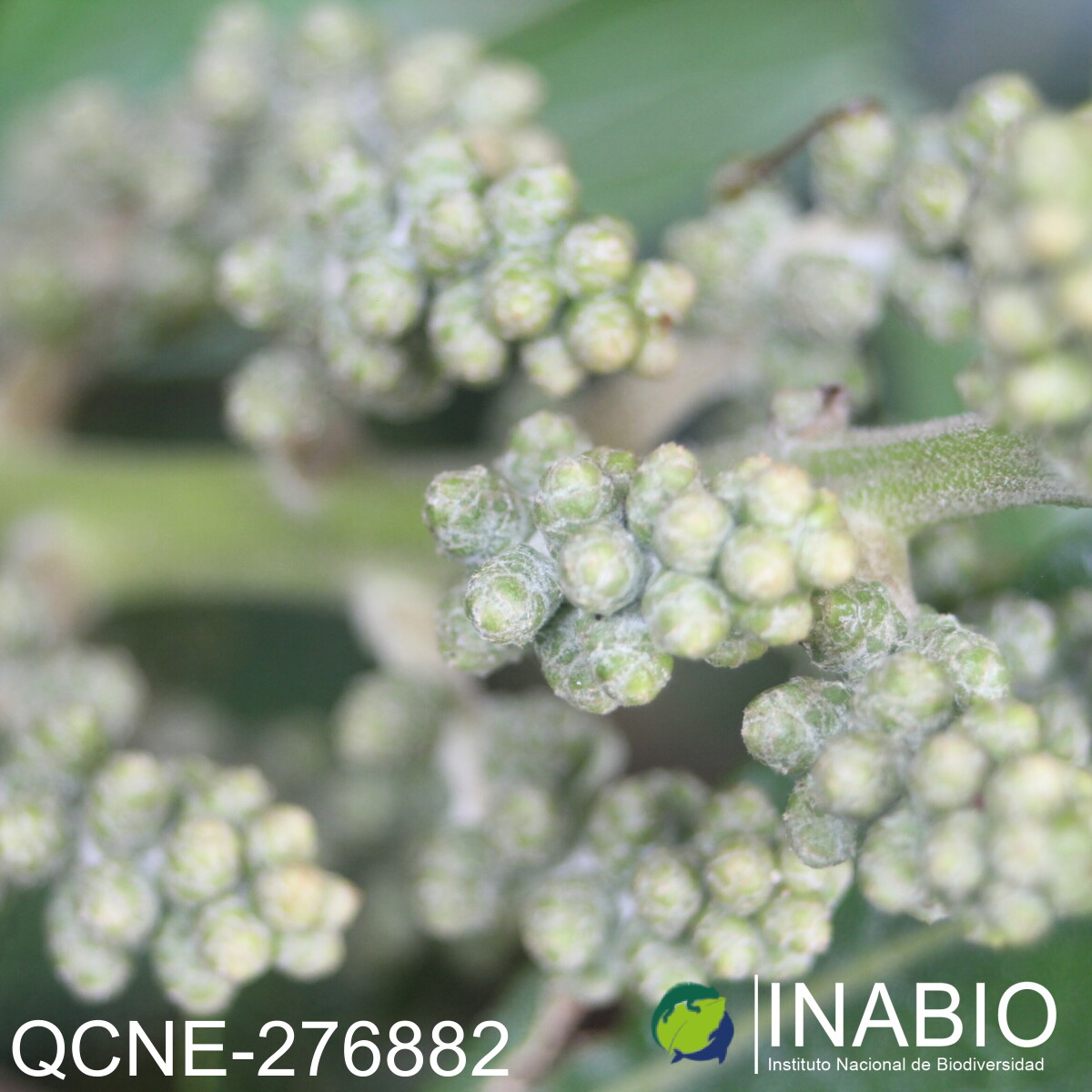 Oreopanax argentatus image