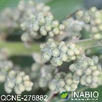 Oreopanax argentatus image