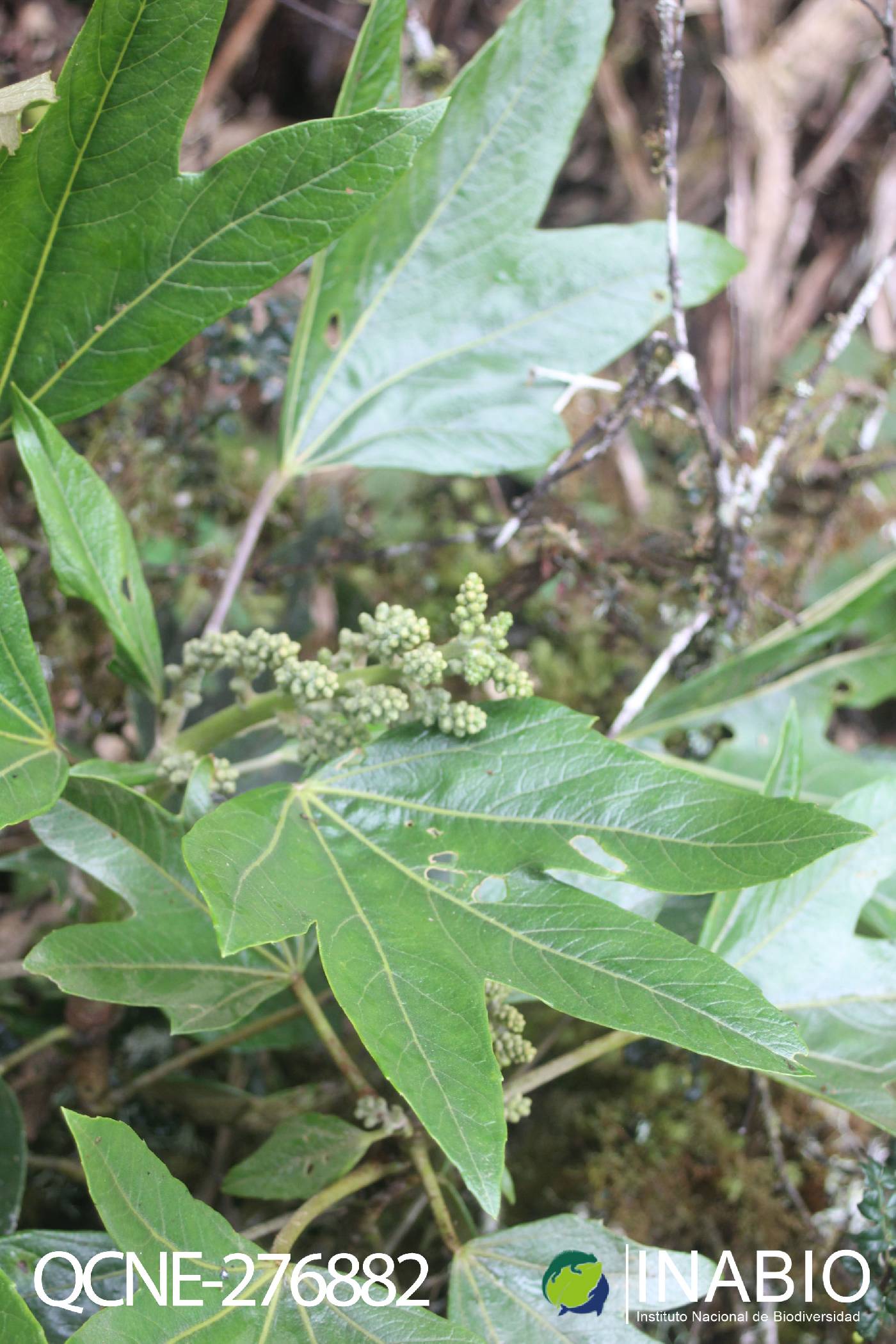 Oreopanax argentatus image