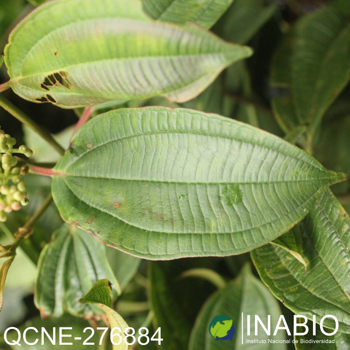 Miconia difficilis image