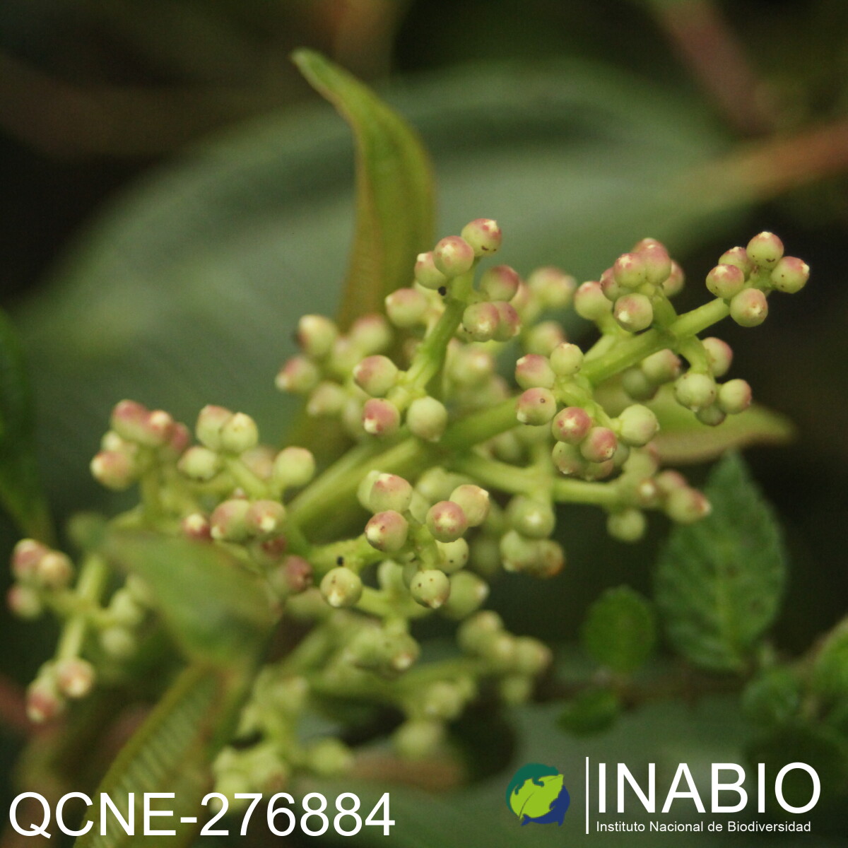 Miconia difficilis image