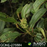 Miconia difficilis image