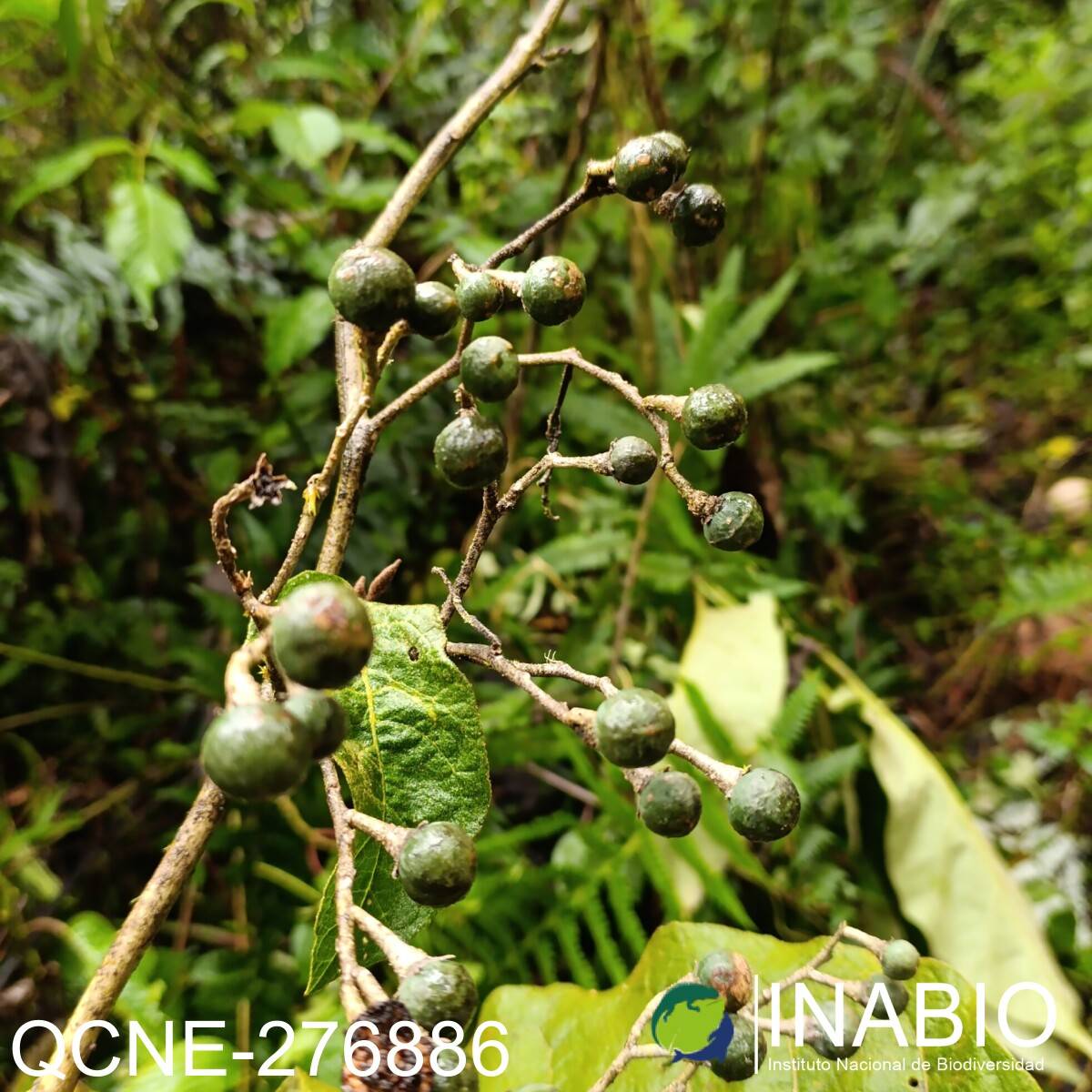 Solanum asperolanatum image