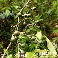 Solanum asperolanatum image
