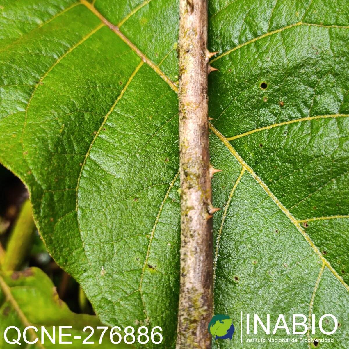 Solanum asperolanatum image