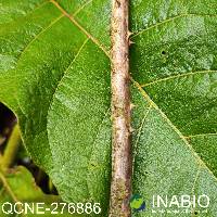 Solanum asperolanatum image