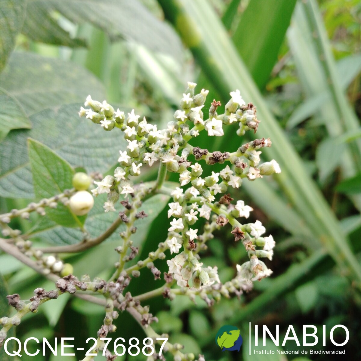 Tournefortia scabrida image