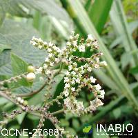 Tournefortia scabrida image