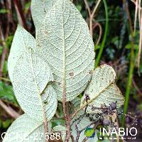 Tournefortia scabrida image