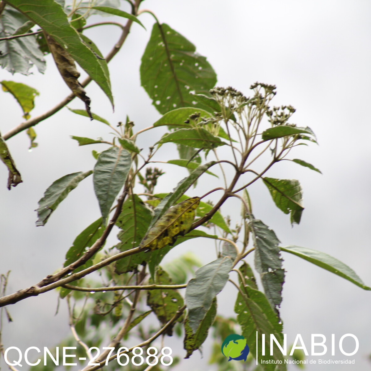 Verbesina arborea image