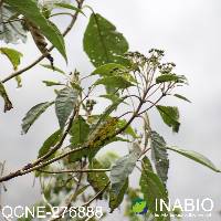 Verbesina arborea image