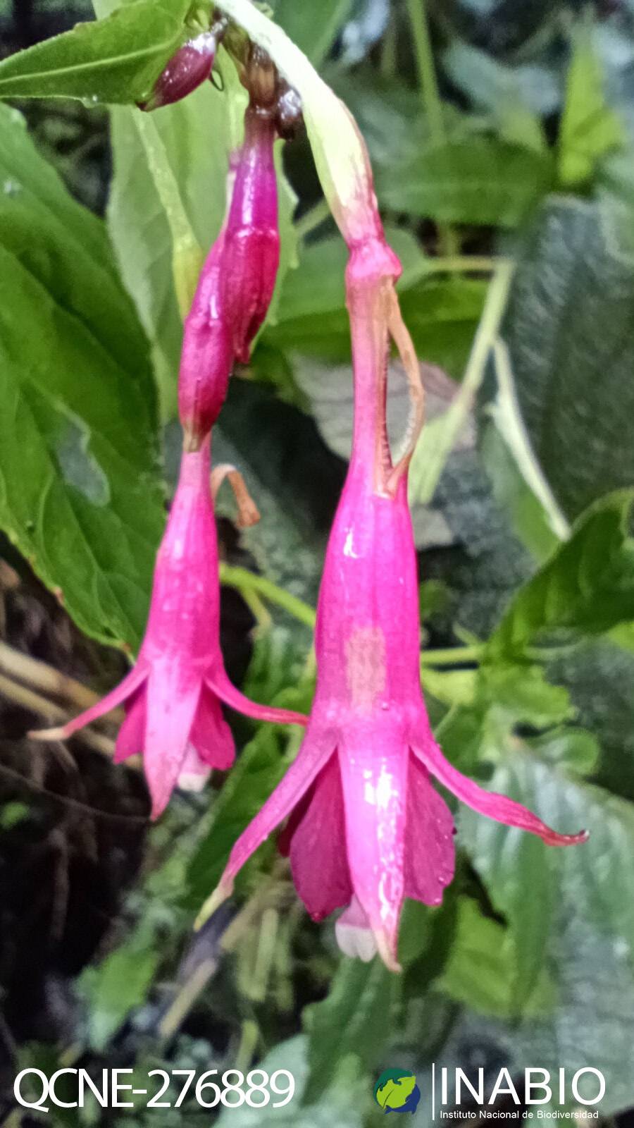 Fuchsia pallescens image
