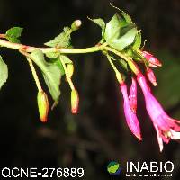 Image of Fuchsia pallescens