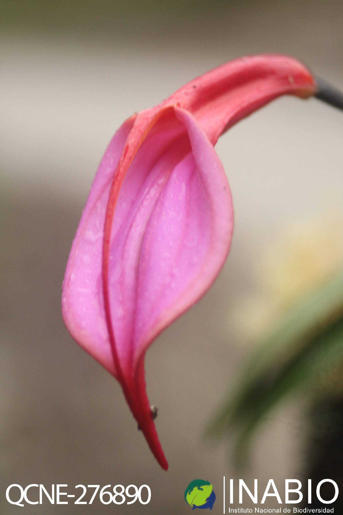 Masdevallia rosea image