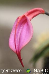Masdevallia rosea image
