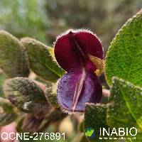 Image of Alloplectus hispidus