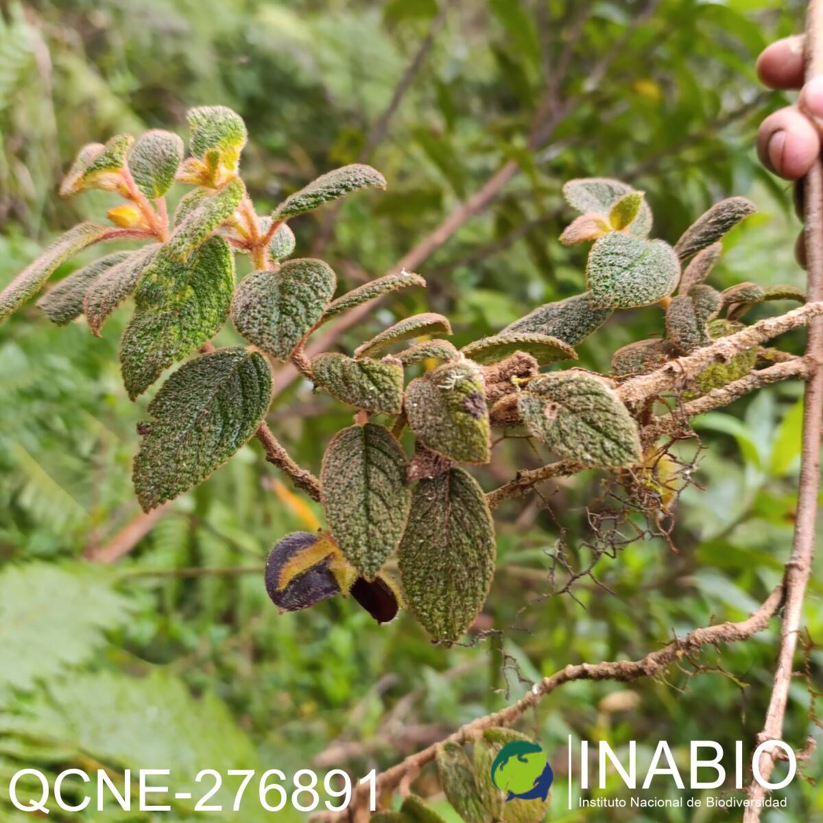 Alloplectus hispidus image